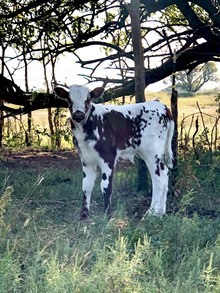 Sittin Darlin Bull Calf