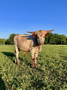 SITTIN DARLIN BULL CALF